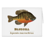 Bluegill Bream Fishing Card