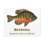 Bluegill Bream Fishing Post Cards