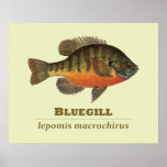 Bluegill Bream Fishing Print