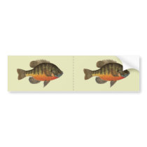 Bluegill Fish Bumper Sticker
