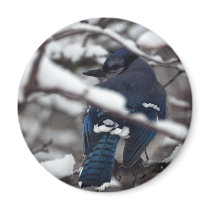 Bluejay 1624 fridge magnets