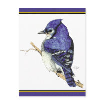 Bluejay 2 Postcard