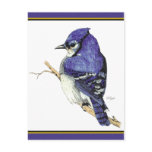 Bluejay 2 Postcard