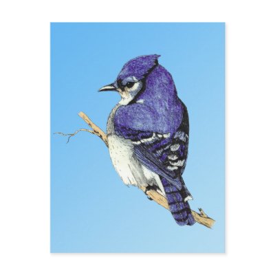 Bluejay 3 Postcard by natures_edge