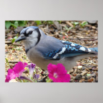Bluejay Bird Print
