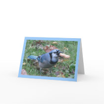 Bluejay Birthday Greetings Cards