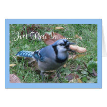 Bluejay Birthday Greetings Cards