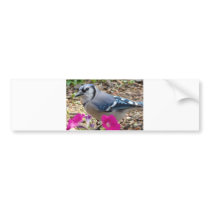 Bluejay Gift Ideas Bumper Sticker
