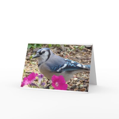 Bluejay Gift Ideas Card by animallovergifts