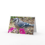 Bluejay Gift Ideas cards