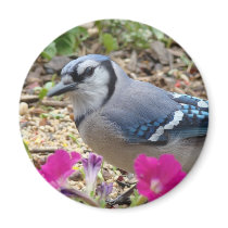 Bluejay Gift Ideas Refrigerator Magnet