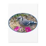 Bluejay Gift Ideas Post Cards