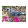 Bluejay Gift Ideas Postcard