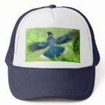 Bluejay in Flight Hat