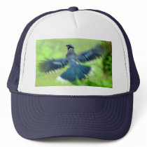 Bluejay in Flight Hat
