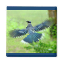 Bluejay in Flight Magnet