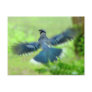 Bluejay in Flight Postcard