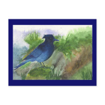 Bluejay In Muskeg Post Card