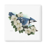 Bluejay Magnet