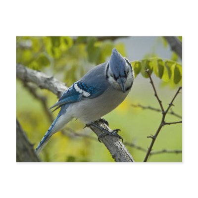 Bluejay Postcard by ndcsbd1