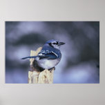 BlueJay posters