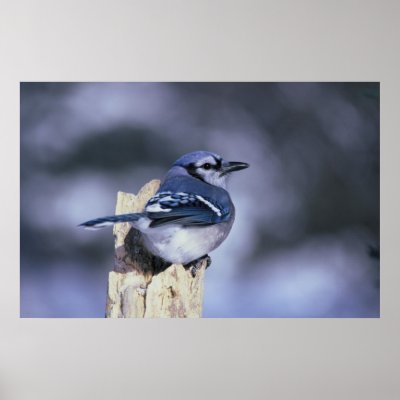 BlueJay by SweetRascal
