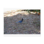 Bluejay with food, Lake Arrowhead, CA Postcards