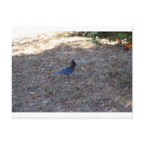 Bluejay with food, Lake Arrowhead, CA Postcards