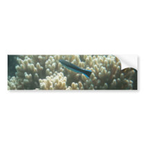 Bluestreak Cleaner Wrasse (Labroides dimidiatus) Bumper Stickers
