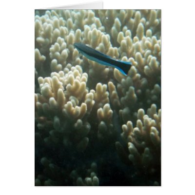 Bluestreak Cleaner Wrasse (Labroides dimidiatus) Greeting Card by FijiNature