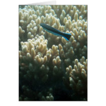 Bluestreak Cleaner Wrasse (Labroides dimidiatus) Greeting Card