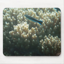 Bluestreak Cleaner Wrasse (Labroides dimidiatus) Mousepads