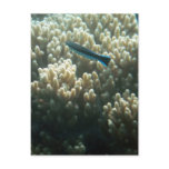 Bluestreak Cleaner Wrasse (Labroides dimidiatus) Postcards