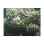 Bluestreak Cleaner Wrasse (Labroides dimidiatus) Postcards