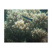 Bluestreak Cleaner Wrasse (Labroides dimidiatus) Postcards