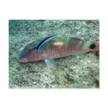 Bluestreak Cleaner Wrasse (Labroides dimidiatus) Post Cards