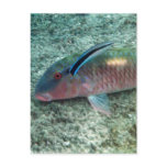 Bluestreak Cleaner Wrasse (Labroides dimidiatus) Postcards