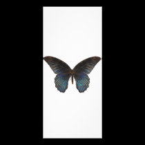 BlueSwallowTail Butterfly rack cards