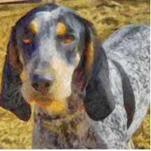 Bluetick Coonhound Acrylic Cut Out
