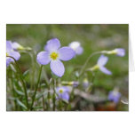 Bluets - dames de quaker carte de vœux