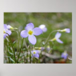 Bluets - Quaker Ladies Poster