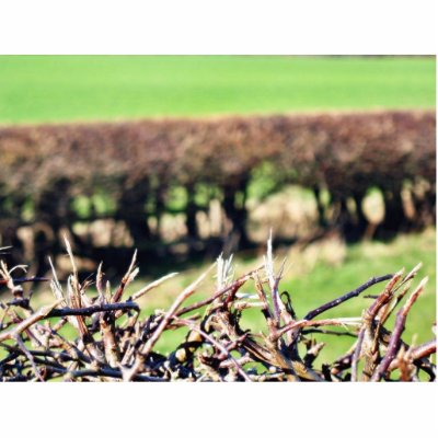 Blury Hedge Photo Cutouts by lifesphere