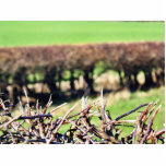 Blury Hedge photo sculptures