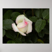 Blushing Beauty Posters