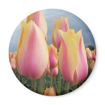Blushing Beauty Tulips Refrigerator Magnets by ellybean