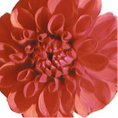 Blushing Flower Pin Photo Cut Out by TagGal