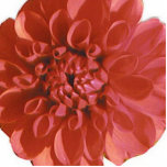 Blushing Flower Pin photo sculptures