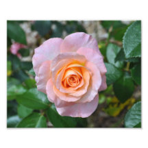 Blushing Rose by Verde Photo