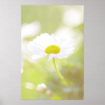 Blüten Margeriten Traum Posterdrucke