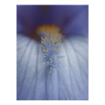 BLYE Blue and Yellow Iris Photo